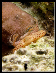 Red spotted Crab @ Gubal strait by Christophe Warpelin 